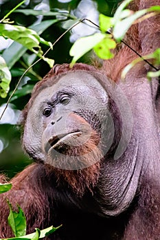 Close up of a male flange orangutan