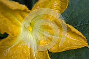 Close-up of a male flower of a pumpkin plant in bloom