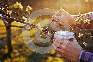 Male gardener treating a fruit tree with balsam