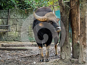 Close up of Male Gaur