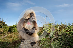 Close up of a male Gelada monkey