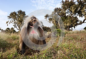 Close up of a male Gelada monkey