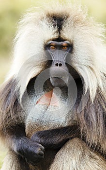 Close up of a male Gelada monkey