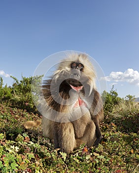 Close up of a male Gelada monkey sitting in grass