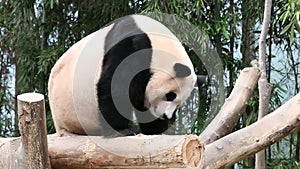Close up male giant Panda, Fu Bao, Everland, South Korea