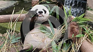 Close up male giant Panda, Le Bao, Everland, South Korea