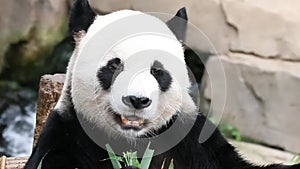 Close up male giant Panda, Le Bao, Everland, South Korea