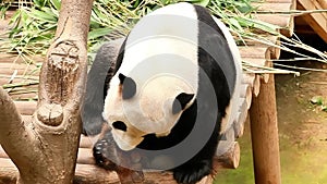 Close up male giant Panda, Le Bao, Everland, South Korea