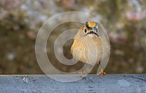 Close-up of a male Goldcrest