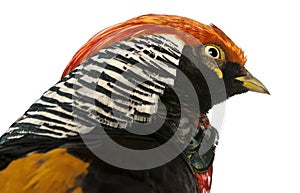 Close up of Male Golden Pheasant or `Chinese Pheasant `, Chrysolophus pictus