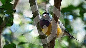 Close up of a male gouldian finch