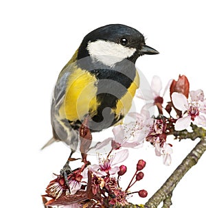 Close-up of a Male great tit perched on a flowering branch, Parus major