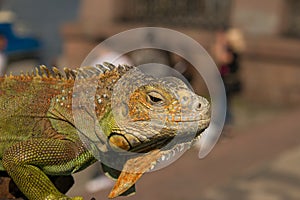 Close up of a male green iguana or american iguana with spines and dewlap a large neck bag.