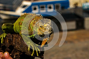 Close up of a male green iguana or american iguana with spines and dewlap a large neck bag.