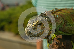 Close up of a male green iguana or american iguana with spines and dewlap a large neck bag.