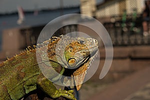 Close up of a male green iguana or american iguana with spines and dewlap a large neck bag.