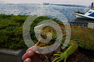 Close up of a male green iguana or american iguana with spines and dewlap a large neck bag.