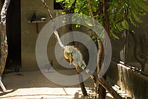 Close-up of a male green iguana . Green iguana reptile portrait close-up.