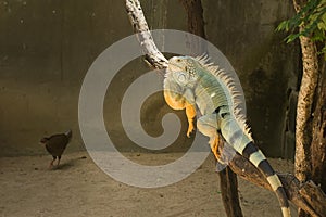 Close-up of a male green iguana. Green iguana reptile portrait close-up.