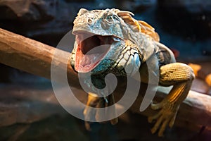 Close-up of a male green iguana. Green iguana reptile portrait close-up.