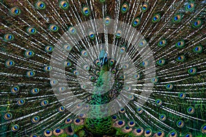 Close-up male Green Peacock in full display