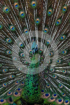 Close-up male Green Peacock in full display