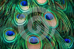 Close-up male Green Peafowl feather