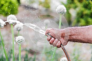 Close-up male hand holding rubber hose watering flowering onion in his garden at spring or summer time