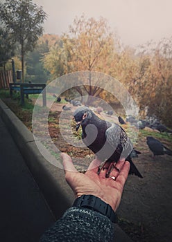 Close up male hand holding a single feral pigeon from a flock in the autumn park, feeding a courageous and hungry bird. Curious