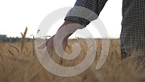 Close up of male hand moving over ripe wheat growing on the meadow. Young farmer walking through the cereal field and