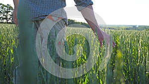 Close up of male hand moving over wheat growing on the meadow on sunny day. Young farmer walking through the cereal
