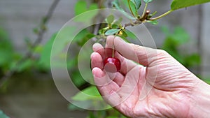 Close-up, male hand rips ripe cherry from a branch, copy space, 4K