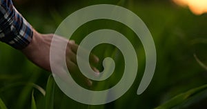 Close Up male hand touching a leaf. Senior farmer holding a laptop in a corn field taking control of the yield.