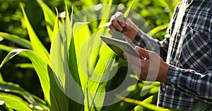 Close Up male hand touching a leaf. Senior farmer holding a laptop in a corn field taking control of the yield.