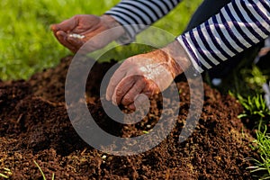 Close up of male hands enriching soil near just planted tree