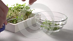 Close-up of male hands harvesting micro greens using scissors.