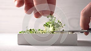 Close-up of male hands harvesting micro greens using scissors.