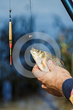 Close-up of male hands holding fish crucian.Fisherman holding a fish caught on a background of the river