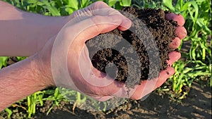 Close-up male hands holding touching black soil, corn crops at sunrise
