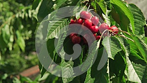close-up of male hands pluck cherry berries from tree branch. Dense bunches of cherries in green foliage in an orchard