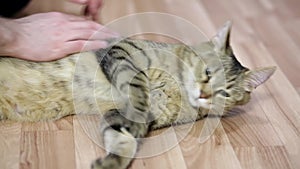 Close-up of male hands stroking a cat. Massage for cats. A man strokes his cat. The love of a pet.