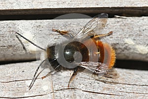 Close up of a male horned mason bee , Osmia cornuta, warming up in the sun.