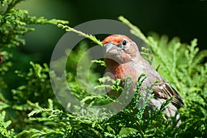 Close Up of a Male House Finch