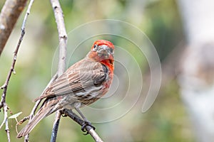 Close up of male House Finch Haemorhous mexicanus perched on a tree branch; San Francisco Bay Area, California; blurred