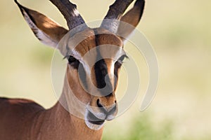 Close up of a male Impala