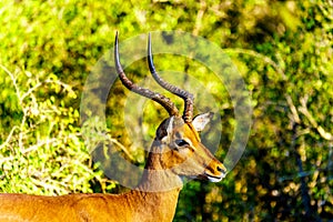 Close up of a male Impala in Kruger National Park
