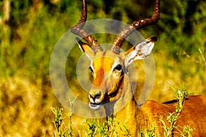 Close up of a male Impala in Kruger National Park