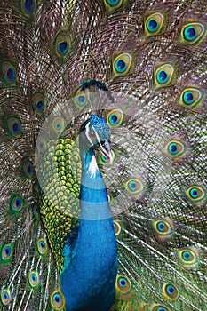 Close-up male Indian Peacock in full display