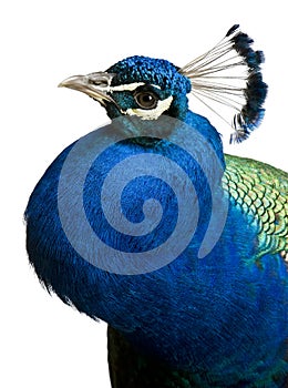 Close-up of Male Indian Peafowl