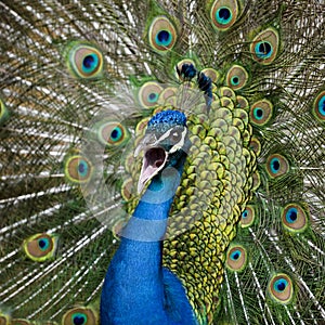 Close-up of Male Indian Peafowl displaying tail